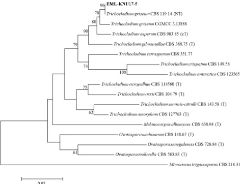 Fig. 2. Phylogenetic tree based on neighbor-joining analysis of β-tubulin gene sequence obtained from  EML-KNU17-5