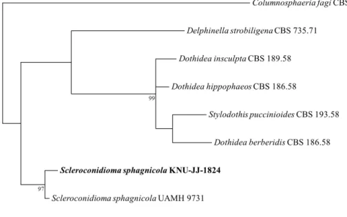 Fig. 3. Maximum likelihood phylogenetic tree based on a concatenated dataset of SSU and ITS gene  sequences, showing the phylogenetic position of Scleroconidioma sphagnicola