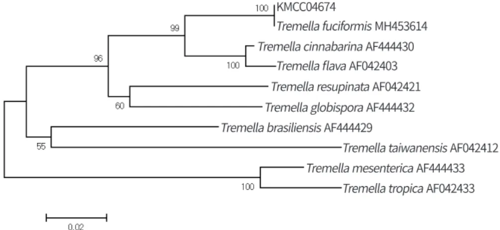 Fig. 1. Phylogenetic relationships of T. fuciformis based on internal transcribed spacer(ITS) sequences