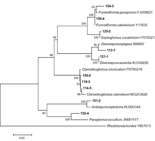 Fig. 2. Neighbor-joining phylogenetic tree based on 18S partial rDNA sequences. Rhodotorula  hordea was used as an outgroup