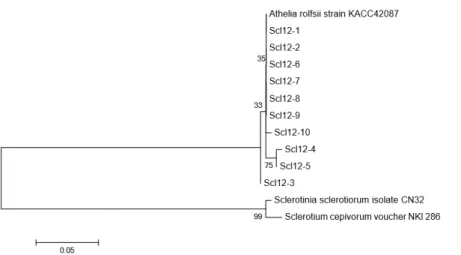 Fig. 2. Phylogenetic tree derived from rDNA-ITS sequence of Sclerotium rolfsii. The Maximum Likelihood model was  used for analysis with a Bootstrap test of 2,000 runs.