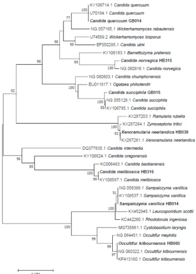 Fig. 2. Phylogenetic tree of the unrecorded yeasts isolated from water and soil samples  under the Haetmuri bridge in Sejong city, Korea, based on the nucleotide sequences of large  subunit 26S ribosomal DNA D1/D2 region