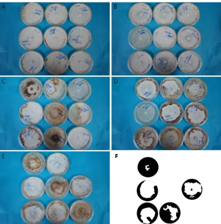 Fig. 5. Effects of light wavelengths on browning of Lentinula edodes mycelia cultured in potato dextrose  agar (PDA) medium
