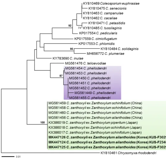 Fig. 2. Minimum evolution tree of Coleosporium species based on ITS rDNA sequences. Bootstrapping  support values higher than 70% are given above the branches