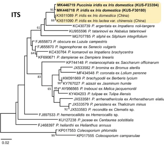 Fig. 2 Phylogenetic tree inferred from neighbor-joining method using the internal transcribed spacer  (ITS) ribosomal DNA (rDNA) region sequences of Puccinia iridis on leopard flower (Iris domestica)  isolates and some reference isolates retrieved from Gen