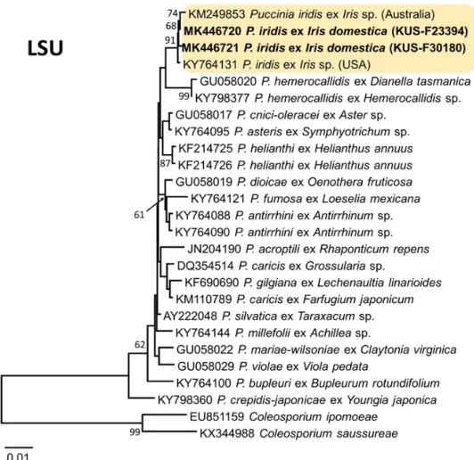Fig. 3. Phylogenetic tree based on neighbor-joining method comparing the large subunit (LSU)  sequences of Puccinia iridis on leopard flower (Iris domestica) isolates and some reference isolates  retrieved from GenBank
