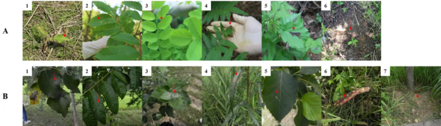 Fig 1. Photos of soil and plant sources sampled in this study for the isolation of fungi in the vicinity of DMZ in Yeoncheon-gun