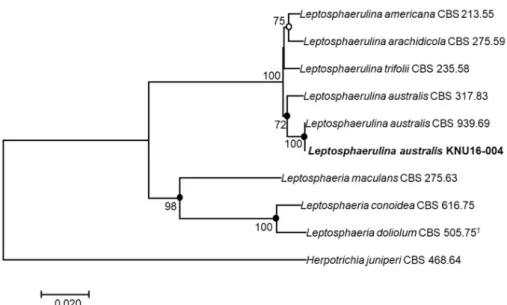 Fig. 2. Neighbor-joining phylogenetic tree based on a concatenated alignment of the large subunit,  internal transcribed spacer, and β-tubulin sequences