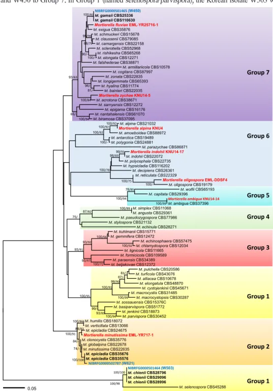 Fig. 1. Minimum evolution tree based on the internal transcribed spacer rDNA sequences