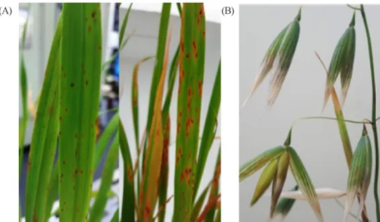 Fig. 4. Leaf blotch (A) and black discolored kernels (B) produced on oat plant inoculated with 