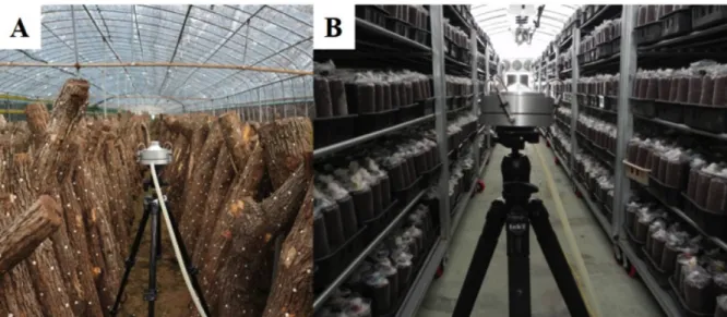 Fig. 1. Example of indoor air uptake using air samplers in two different oak mushroom cultivation houses