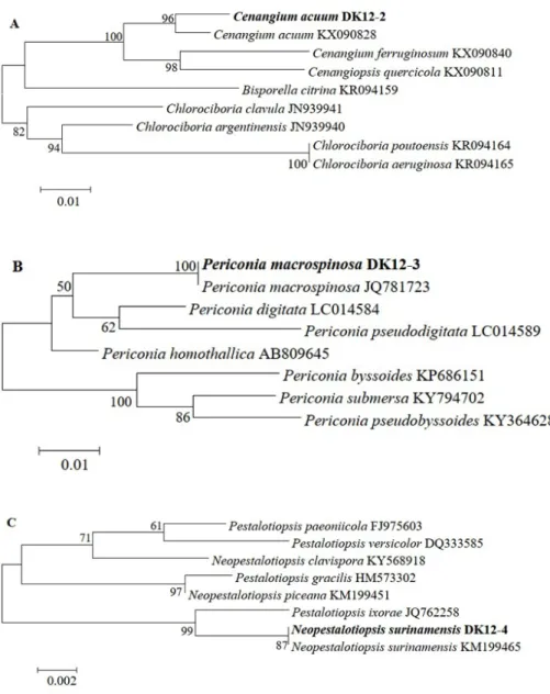 Fig. 4-1. Phylogenic relationships of the six fungal isolates inferred by the neighbor joining analysis  based on 28S rDNA (A), internal transcribed spacer rDNA (B, D), β-tubulin gene (C) or the translation  elongation factor 1a gene (E, F) sequences