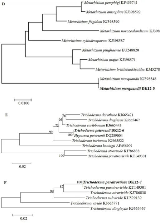 Fig. 4-2. Phylogenic relationships of the six fungal isolates inferred by the neighbor joining analysis  based on 28S rDNA (A), internal transcribed spacer rDNA (B, D), β-tubulin gene (C) or the translation  elongation factor 1a gene (E, F) sequences