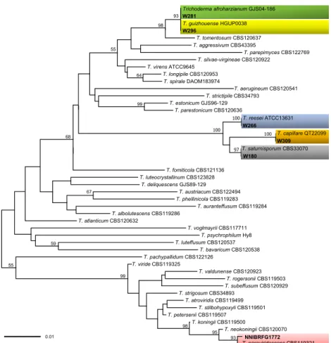 Fig. 1. Minimum evolution tree based on internal transcribed spacer rDNA sequences. Bootstrapping  support values higher than 50% are shown above/below the branches
