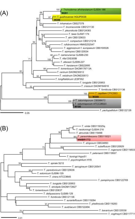 Fig. 2. Minimum evolution trees based on the translation elongation factor 1 (TEF1α) sequences; (A)  for 5′ end of the TEF1α gene, (B) for 3′ end