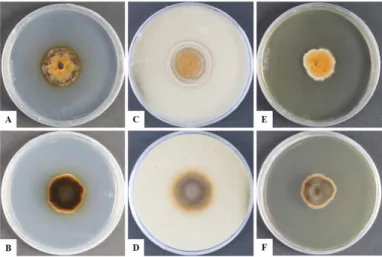 Fig. 1. Cultural characteristics of KNU16-010. A, B, Front and reverse sides of the colony on potato 