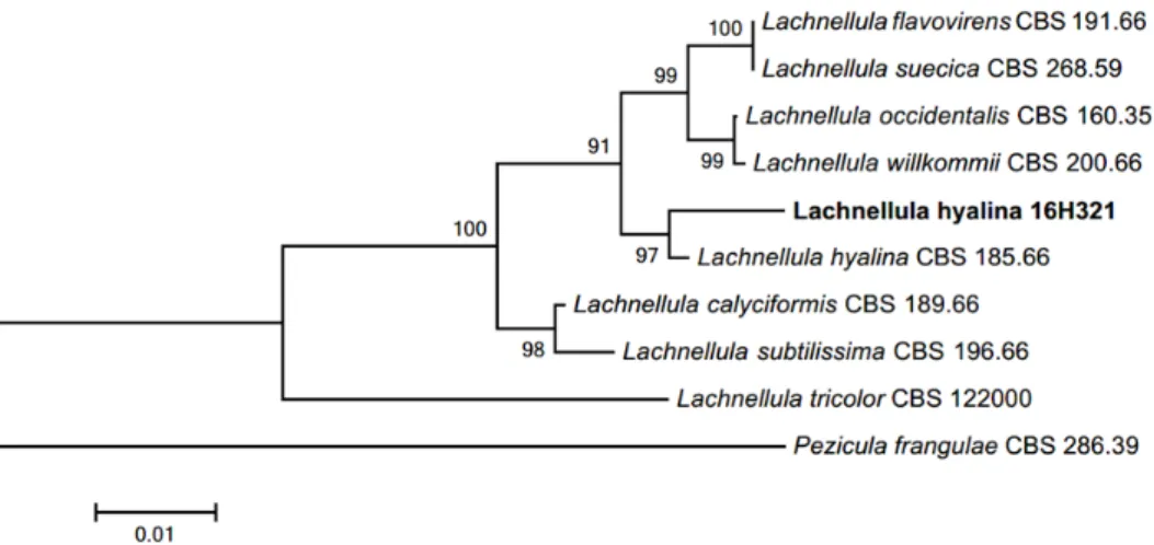 Fig. 2. Neighbor-joining phylogenetic tree based on a combined alignment of both internal transcribed  spacer and large subunit sequences
