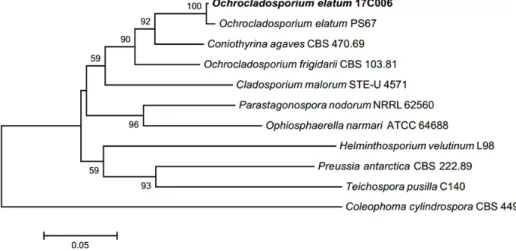 Fig. 3. Neighbor-joining phylogenetic tree based on a combined alignment of both internal transcribed  spacer and large subunit sequences