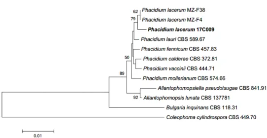 Fig. 4. Neighbor-joining phylogenetic tree based on a combined alignment of both internal transcribed  spacer and large subunit sequences