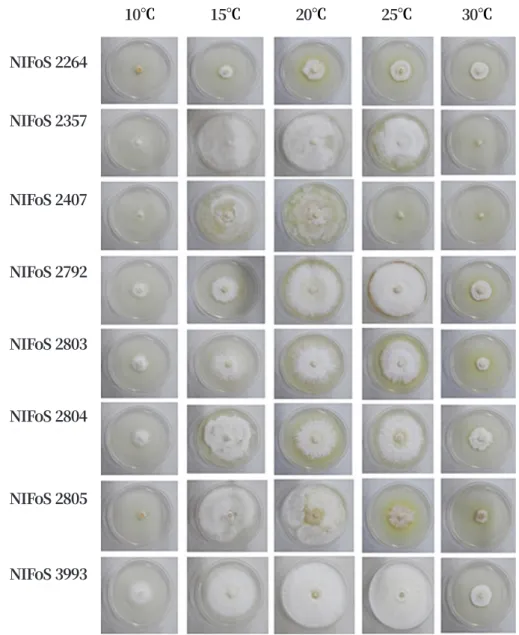 Fig. 5. Morphological characteristics of  Panellus edulis on potato dextrose agar at different temperatures