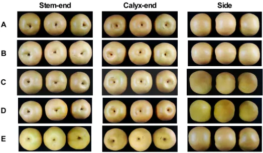 Fig. 2. External appearance of harvested fruits after artificial pollination with different pollen sources in ‘Niitaka’ pears  (A: ‘Wonhwang’, B: ‘Chuhwangbae’, C: ‘Chojuuro’, D, ‘Okusankichi’; E, ‘Yali’).
