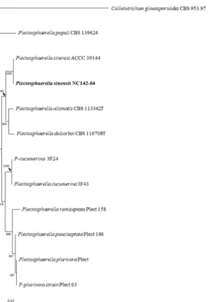 Fig. 2. One of the ten most parsimonious trees generated from maximum parsimony analysis of obtained  sequences from the internal transcribed spacer region and the partial 28S rRNA genes