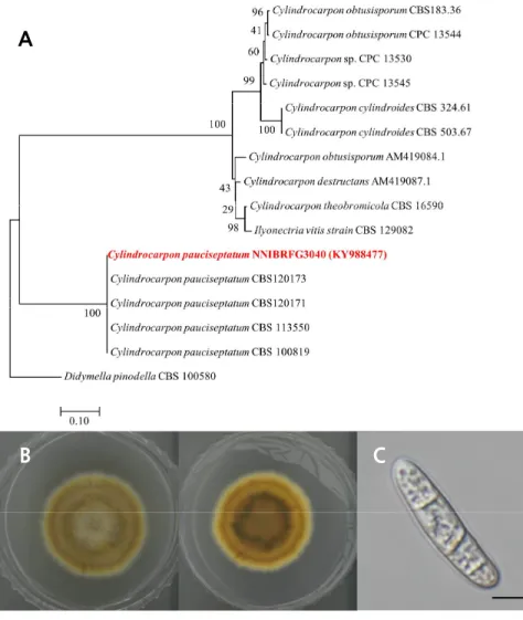 Fig. 3. Cylindrocarpon pauciseptatum (NNIBRFG3040). A, phylogenetic analysis using  neighbor-joining method based on internal transcribed spacer region (ITS)