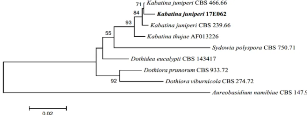 Fig. 3. Neighbor-joining phylogenetic tree based on a combined alignment of both internal  transcribed spacer and large subunit sequences