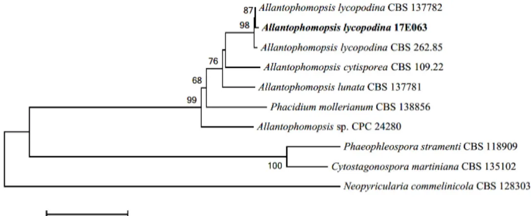 Fig. 4. Neighbor-joining phylogenetic tree based on a combined alignment of both internal  transcribed spacer, large subunit and translation elongation factor sequences
