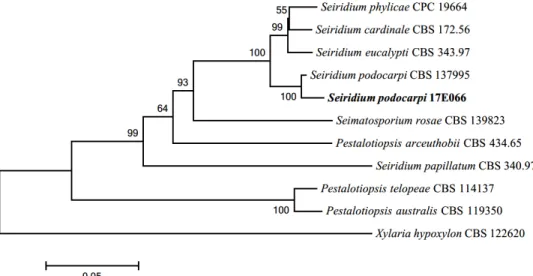 Fig. 5. Neighbor-joining phylogenetic tree based on a combined alignment of both internal  transcribed spacer, large subunit and beta-tubulin sequences