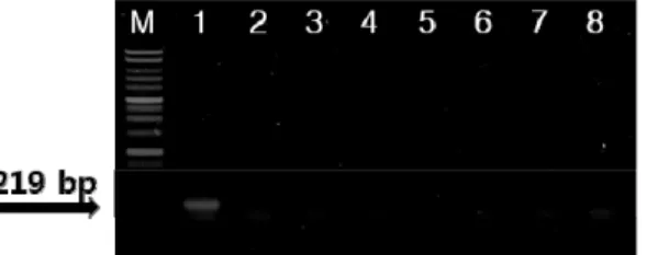 Fig. 2. Conventional PCR amplification of different amounts of Colletotrichum coccodes DNA with the primer coccoTef-F/ 