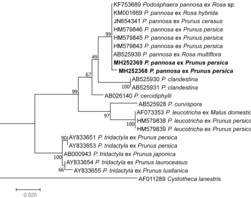 Fig. 3.  Phylogenetic relationship between two Podosphaera pannosa isolates ex Prunus persica  var