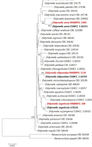 Fig. 1. Neighbor-joining tree of a concatenated alignment of internal transcribed spacer (ITS),  18S, 28S rDNA region and  β-tubulin of three Didymella species including D