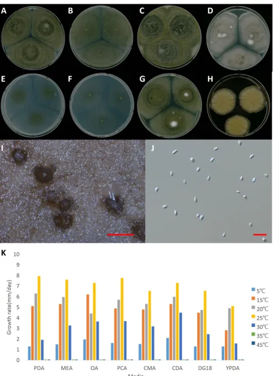 Fig. 3. Colony shape and conidia and growth rate of Didymella ellipsoidea NNIBRFG1139