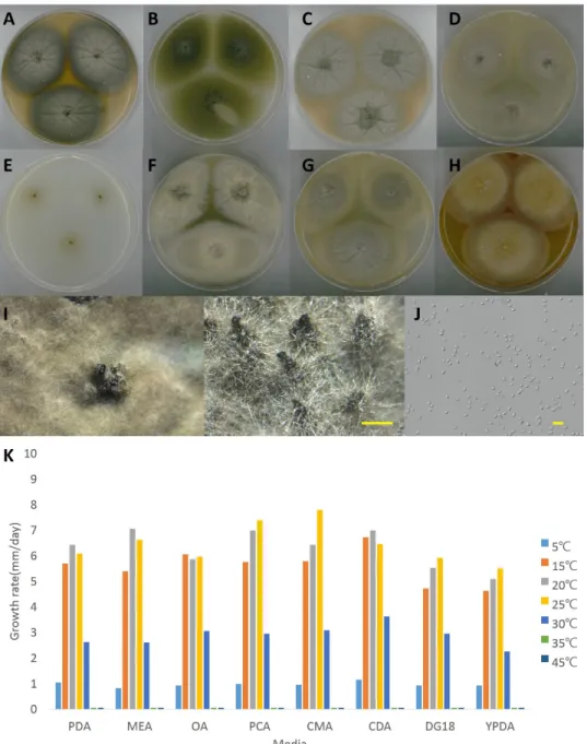 Fig. 4. Colony shape and conidia and growth rate of Didymella aeria NNIBRFG1480. A,  colony shape on potato dextrose agar (PDA); B, colony shape on malt extract agar (MEA); C,  colony shape on oatmeal agar (OA); D, colony shape on potato carrot agar (PCA);