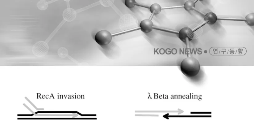 그림 2 RecA-mediated single-strand invasion and Beta-mediated single-strand  annealing