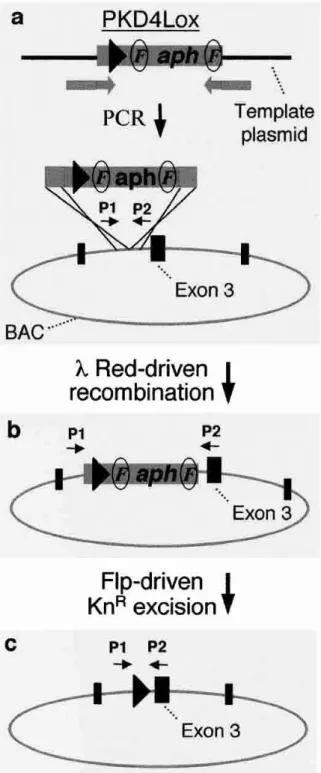 그림  5  A  schematic  representation  of  producing a  deletion  derivative  in  BAC  clone  DNA using ET- recombination and site-specific recombination 