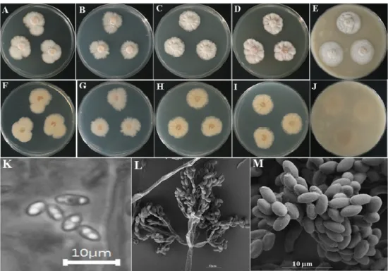 Fig. 7. Morphological characteristics of Bionectria rossmaniae KNU16-309 grown for 14 days  on potato dextrose agar (PDA), malt extract agar (MEA), Czapek yeast extract agar (CYEA),  yeast extract sucrose agar (YESA), and oatmeal agar (OMA) at 26 ℃