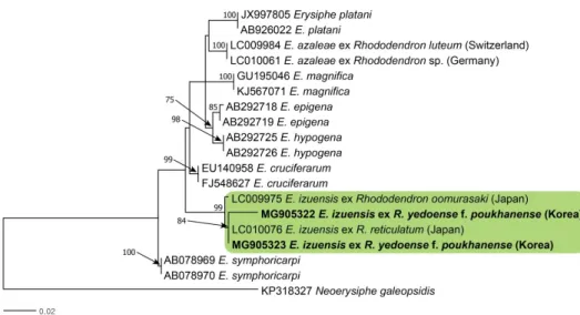 Fig. 2.  Phylogenetic relationship between Erysiphe izuensis isolates and some reference  isolates retrieved from GenBank, inferred by maximum likelihood method using the internal  transcribed spacer regions
