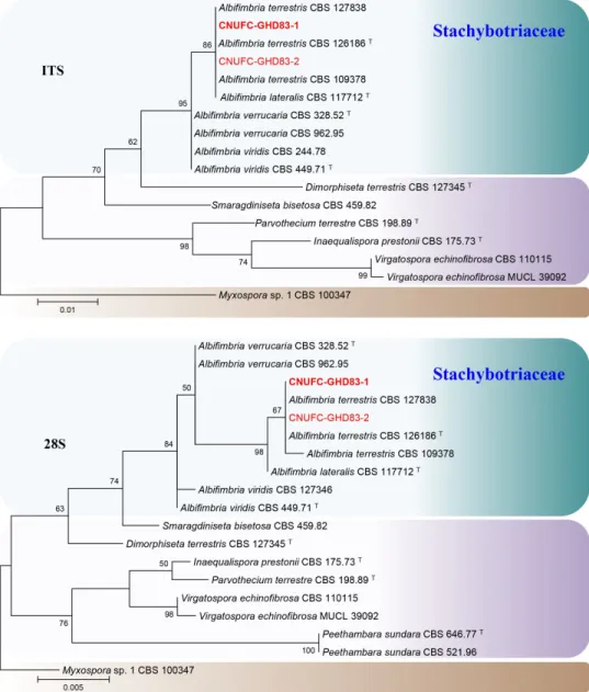Fig. 1. Phylogenetic trees based on maximum likelihood analysis of the internal transcribed  spacer (ITS) and 28S rDNA sequences for Albifimbria terrestris CNUFC-GHD83-1 and A