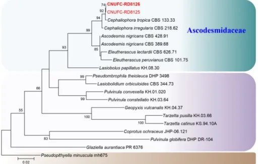 Fig. 2. Phylogenetic tree based on maximum likelihood analysis of 28S rDNA sequences for  Cephaliophora tropica CNUFC-RD8125 and C