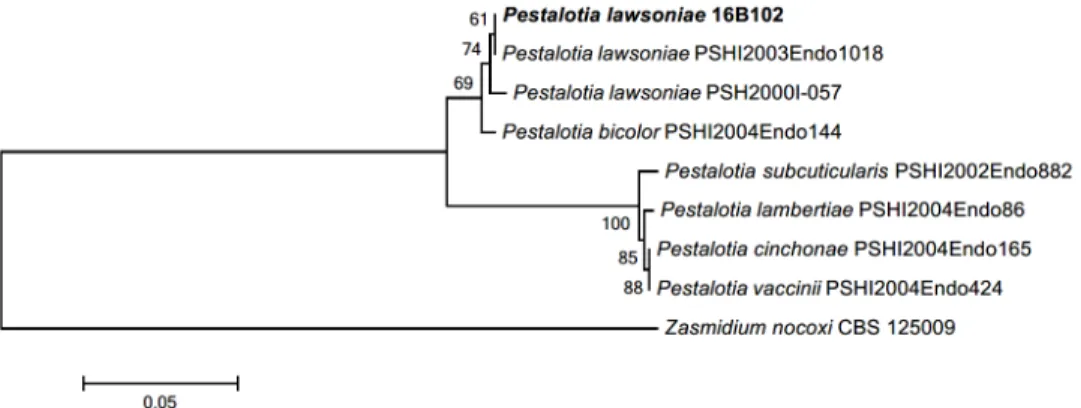 Fig. 2. Neighbor-joining phylogenetic tree based on a combined alignment of both internal  transcribed spacer (ITS) and  β-tubulin (TUB) sequences