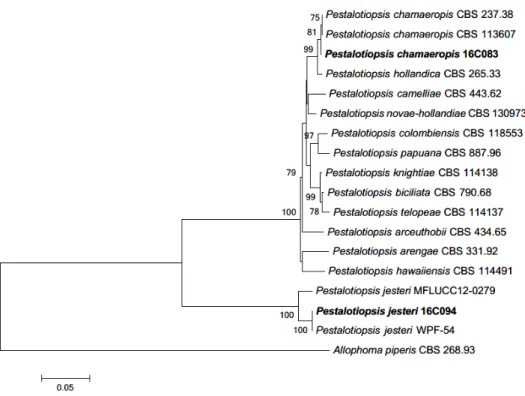 Fig. 3. Neighbor-joining phylogenetic tree based on a combined alignment of both internal  transcribed spacer (ITS), large subunit (LSU) and  β-tubulin (TUB) sequences