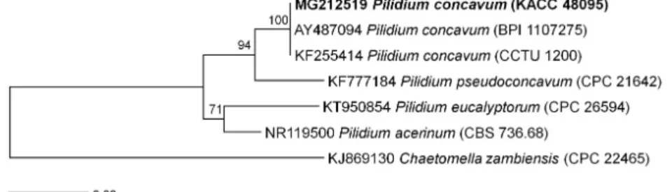 Fig. 3. Neighbor-joining tree based on the internal transcribed spacer rDNA sequence dataset,  showing a phylogenetic affinity of the Korean isolate (in boldface) of Pilidium concavum with  other  Pilidium  species