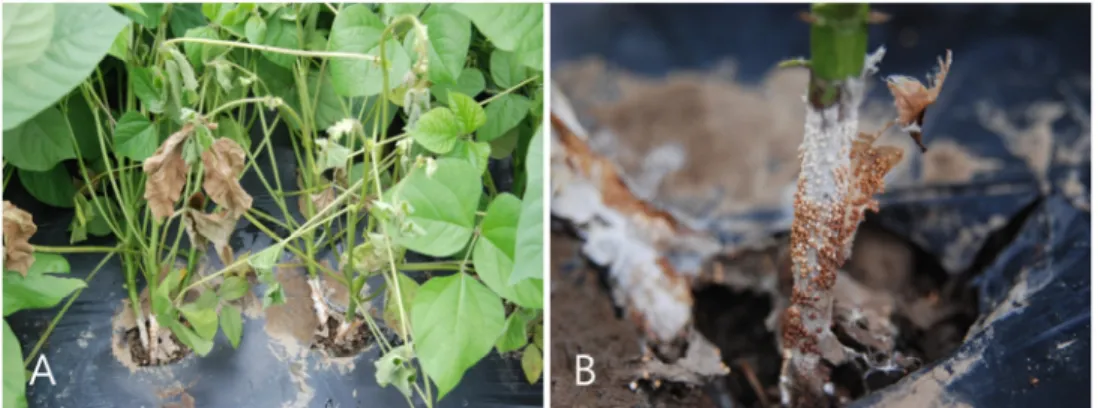 Fig. 1. Symptoms of Sclerotium rot of Mungbean (Phaseolus radiatus L.). A, B, typical  symptoms of infected plants that eventually died in the field.