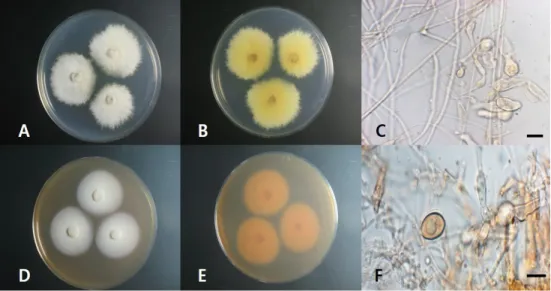 Fig. 1.  Morphological characteristics of Rhizodermea veluwensis 16E003. A, obverse colonies  on potato dextrose agar (PDA); B, reverse colonies on PDA; C, mycelium; D, obverse colonies  on malt extract agar (MEA); E, reverse colonies on MEA; F, chlamydosp