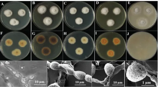 Fig. 1.  Morphology of the isolate Aphanoascus fulvescens KNU16-343, grown for 7 days on  YESA, CYEA, PDA, MEA, and OMA at 25°C