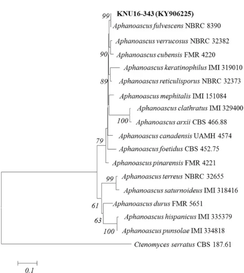 Fig. 2. Neighbor-joining phylogenetic analysis of partial 18S-ITS1-5.8S-ITS2-28S rDNA  sequences of KNU16-343