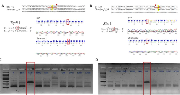 Fig 1. Identification of cleaved amplified polymorphic sequence (CAPS) markers for Lentinula edodes strains