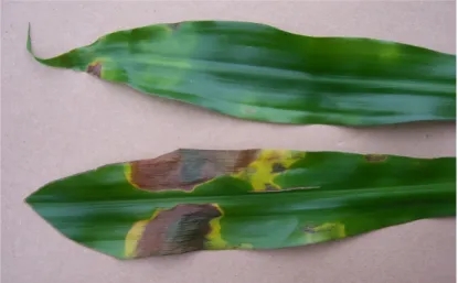 Fig. 2. Leaf spots due to fluorine toxicity (Neil Bell, 2009).
